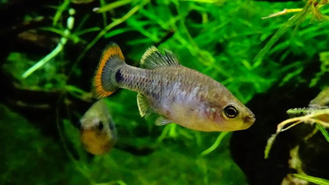 Loai ca tao nen ky tich khi hoi sinh o Mexico-Hinh-5