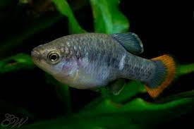 Loai ca tao nen ky tich khi hoi sinh o Mexico-Hinh-7