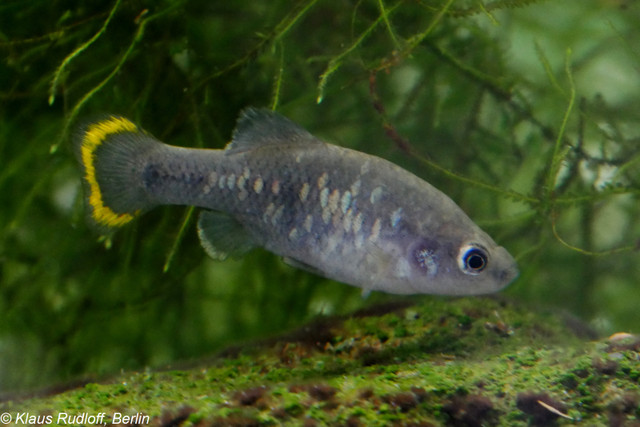 Loai ca tao nen ky tich khi hoi sinh o Mexico-Hinh-6