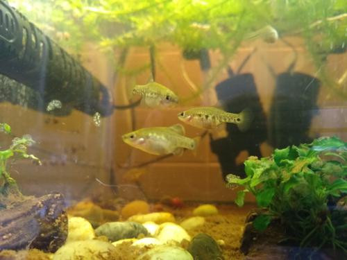 Loai ca tao nen ky tich khi hoi sinh o Mexico-Hinh-9