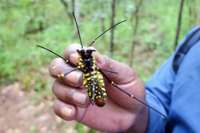 Khám phá món nhện rừng khổng lồ đặc sản hiếm có ở Bình Thuận - Hình 2 Kham pha mon nhen rung khong lo dac san hiem co o Binh Thuan-Hinh-2