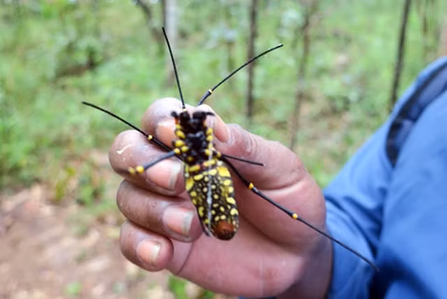 Kham pha mon nhen rung khong lo dac san hiem co o Binh Thuan-Hinh-2