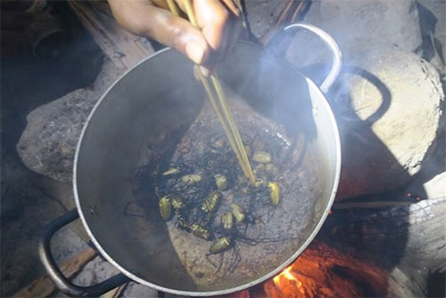 Khám phá món nhện rừng khổng lồ đặc sản hiếm có ở Bình Thuận - Hình 3 Kham pha mon nhen rung khong lo dac san hiem co o Binh Thuan-Hinh-3