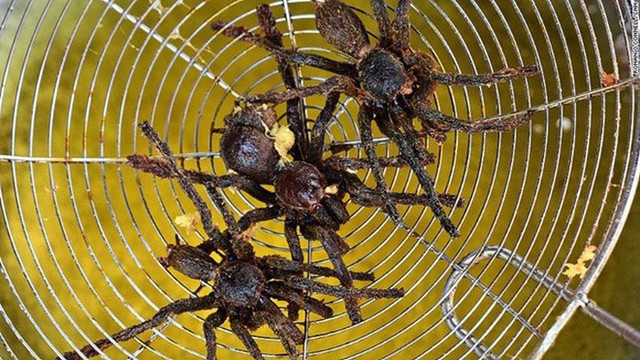 Khám phá món nhện rừng khổng lồ đặc sản hiếm có ở Bình Thuận - Hình 8 Kham pha mon nhen rung khong lo dac san hiem co o Binh Thuan-Hinh-8