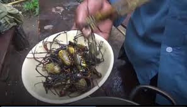 Khám phá món nhện rừng khổng lồ đặc sản hiếm có ở Bình Thuận - Hình 7 Kham pha mon nhen rung khong lo dac san hiem co o Binh Thuan-Hinh-7