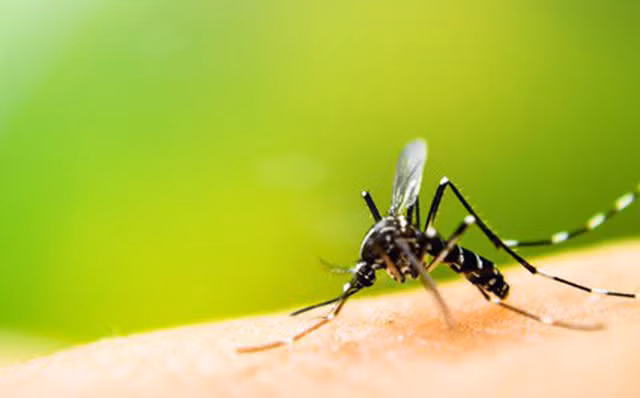 Cach duoi sach muoi ra khoi phong don gian nhanh chong-Hinh-10