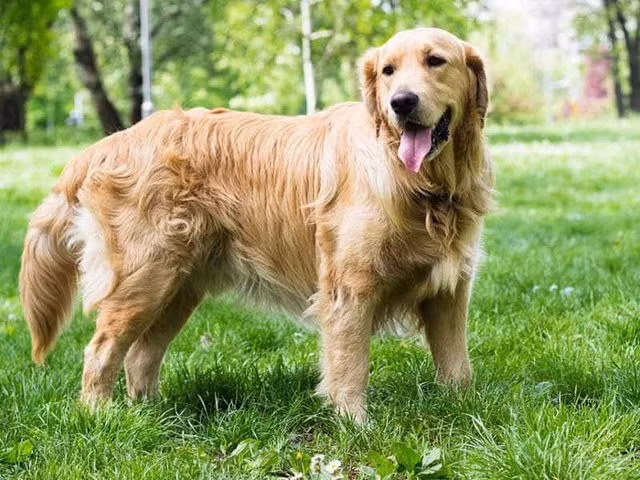 Cho cung hanh dong cuu mang ca toa nha-Hinh-9