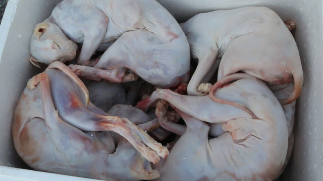 Phát hiện hơn 700kg thịt chó, mèo bốc mùi hôi thối trên xe tải - Hình 3 Phat hien hon 700kg thit cho, meo boc mui hoi thoi tren xe tai-Hinh-3