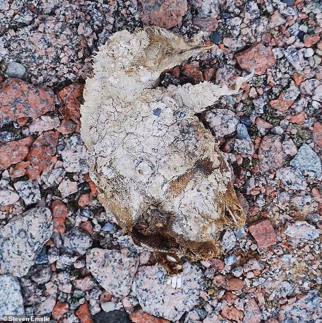 Phat lo nhieu xac uop chim canh cut khi tuyet tan o Nam Cuc