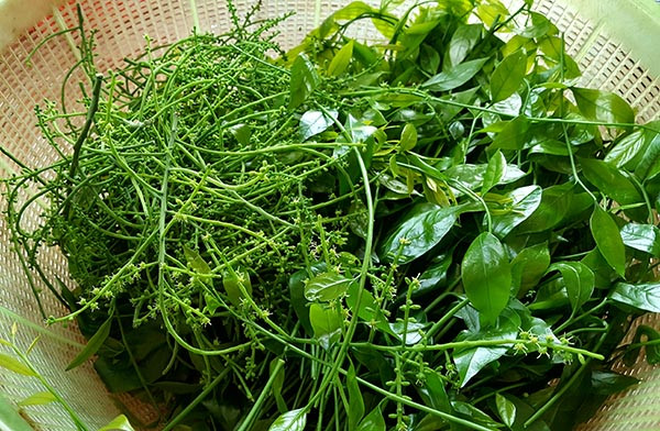Những điều cần lưu ý khi ăn rau rừng không phải ai cũng biết - Hình 11 Nhung dieu can luu y khi an rau rung khong phai ai cung biet-Hinh-11