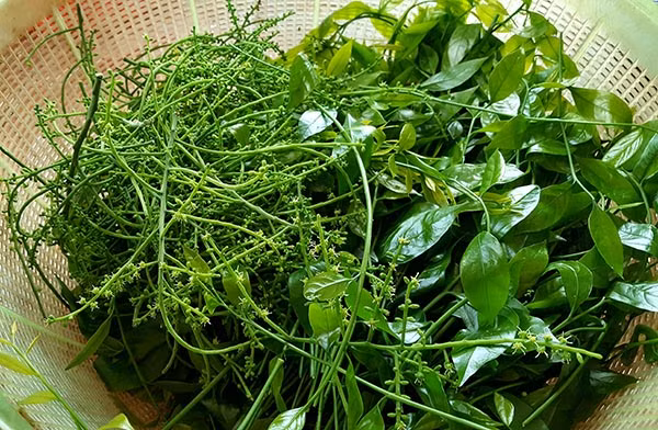 Thuong thuc nhung mon dac san rau rung cua Tay Bac-Hinh-7