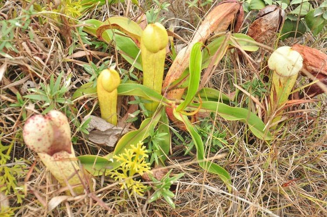 Biết gì về loài cây trông giống “của quý” gây sốt ở Campuchia? - Hình 3 Biet gi ve loai cay trong giong “cua quy” gay sot o Campuchia?-Hinh-3