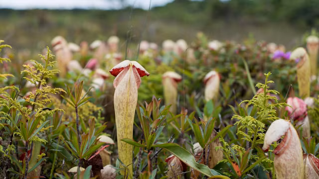 Biet gi ve loai cay trong giong “cua quy” gay sot o Campuchia?-Hinh-4