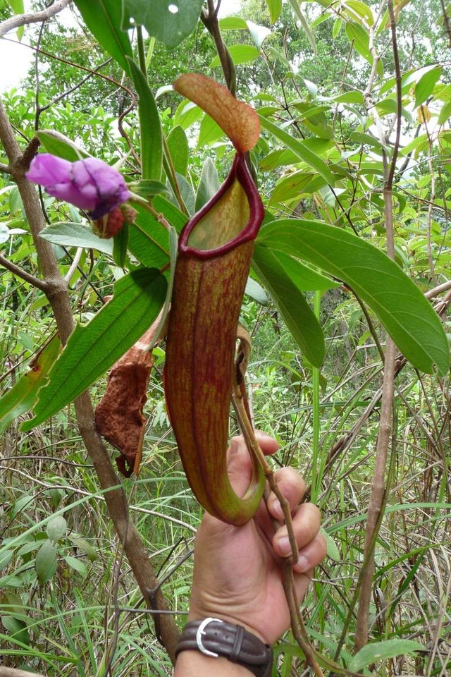 Biết gì về loài cây trông giống “của quý” gây sốt ở Campuchia? - Hình 8 Biet gi ve loai cay trong giong “cua quy” gay sot o Campuchia?-Hinh-8
