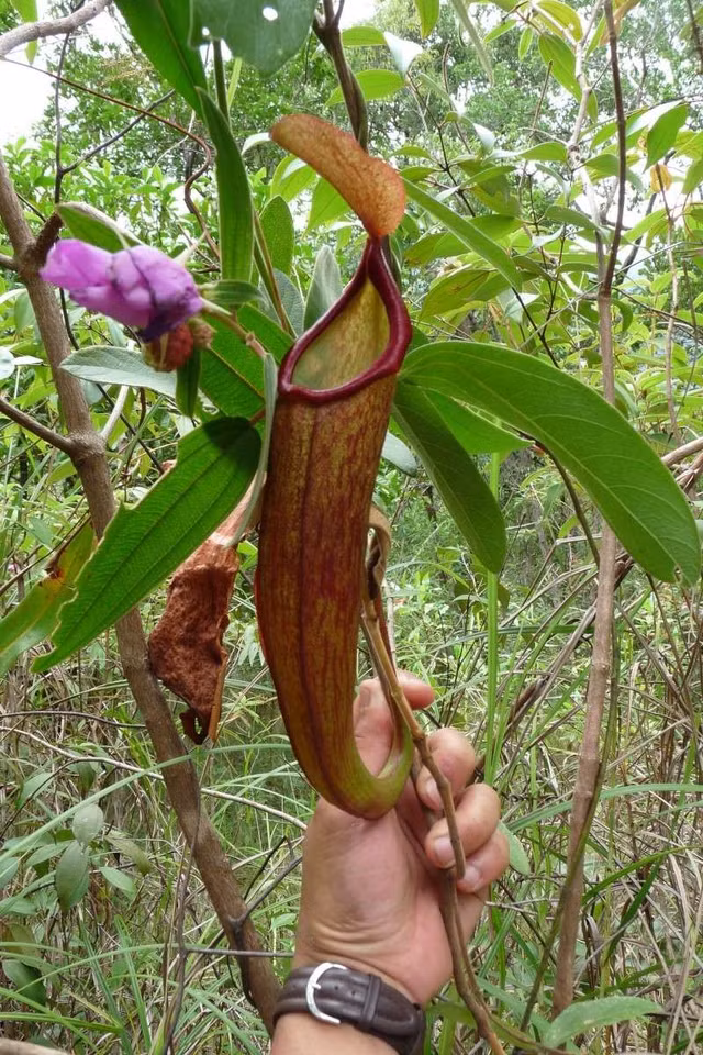 Biet gi ve loai cay trong giong “cua quy” gay sot o Campuchia?-Hinh-8