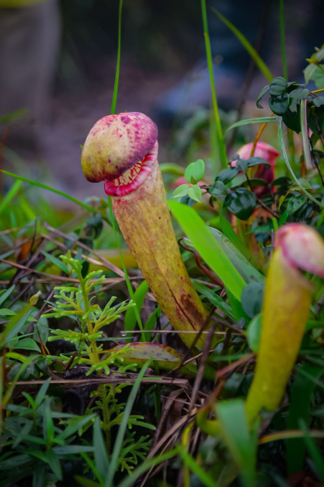 Biết gì về loài cây trông giống “của quý” gây sốt ở Campuchia? - Hình 7 Biet gi ve loai cay trong giong “cua quy” gay sot o Campuchia?-Hinh-7