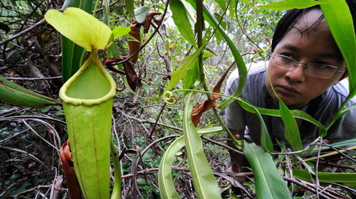 Biết gì về loài cây trông giống “của quý” gây sốt ở Campuchia? - Hình 6 Biet gi ve loai cay trong giong “cua quy” gay sot o Campuchia?-Hinh-6