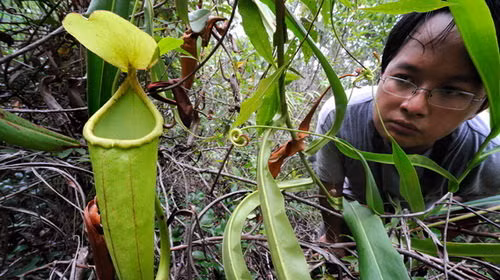 Biet gi ve loai cay trong giong “cua quy” gay sot o Campuchia?-Hinh-6