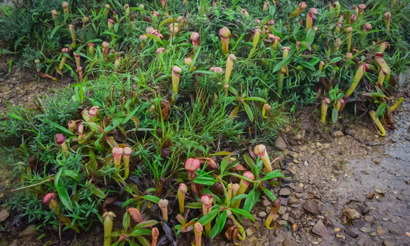 Biết gì về loài cây trông giống “của quý” gây sốt ở Campuchia? Biet gi ve loai cay trong giong “cua quy” gay sot o Campuchia?