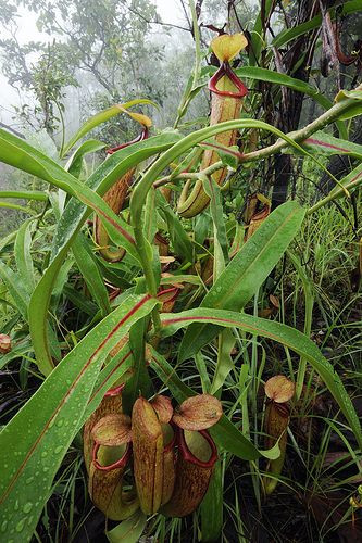 Biết gì về loài cây trông giống “của quý” gây sốt ở Campuchia? - Hình 9 Biet gi ve loai cay trong giong “cua quy” gay sot o Campuchia?-Hinh-9