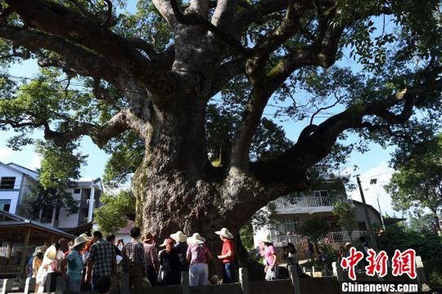 Vì sao tượng Phật nghìn tuổi nằm gọn trong hốc cây? Vi sao tuong Phat nghin tuoi nam gon trong hoc cay?