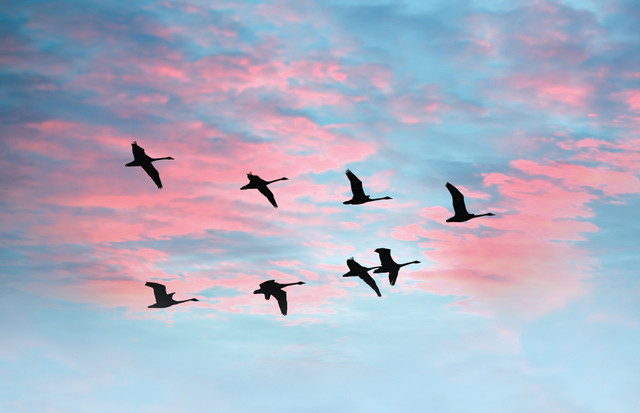 Nhung dieu ky dieu xay ra trong cuoc song khien ai cung ngo ngang-Hinh-9