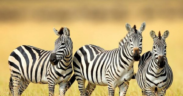 Nhung dieu ky dieu xay ra trong cuoc song khien ai cung ngo ngang-Hinh-5