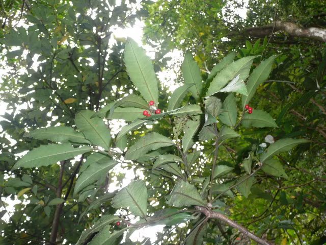 Biet gi ve loai cay dai don chua bach benh, gom ca COVID-19?-Hinh-8