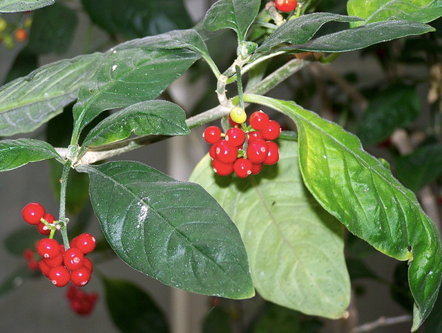 Biet gi ve loai cay dai don chua bach benh, gom ca COVID-19?-Hinh-2