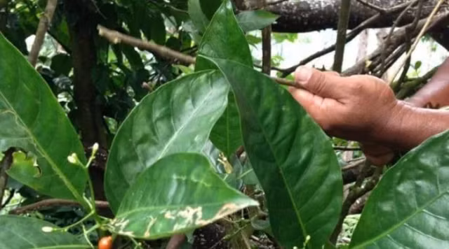 Biet gi ve loai cay dai don chua bach benh, gom ca COVID-19?-Hinh-10