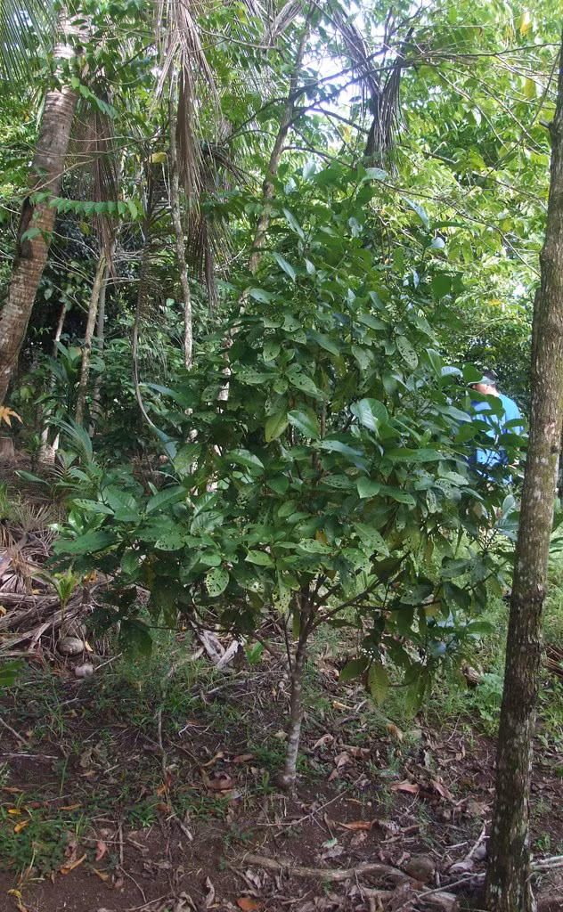 Biet gi ve loai cay dai don chua bach benh, gom ca COVID-19?-Hinh-5