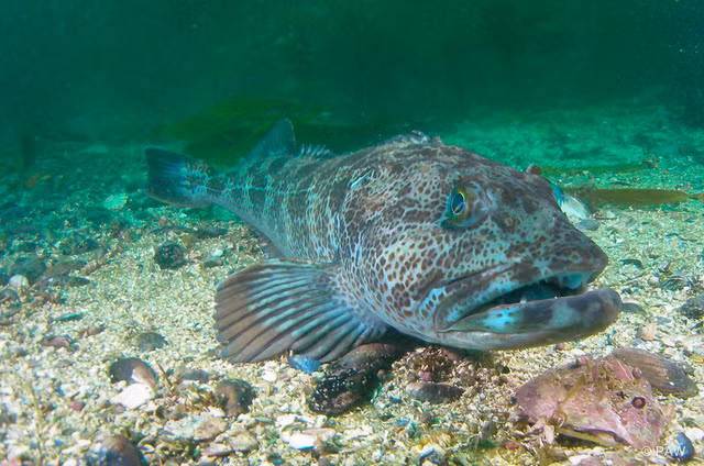 Kinh ngac ca “yeu tinh” moi ngay rung 20 chiec rang-Hinh-6