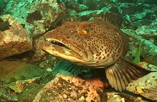 Kinh ngac ca “yeu tinh” moi ngay rung 20 chiec rang-Hinh-9