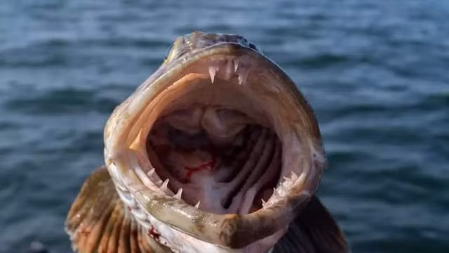 Kinh ngac ca “yeu tinh” moi ngay rung 20 chiec rang-Hinh-4