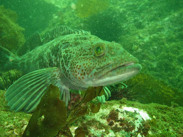 Kinh ngac ca “yeu tinh” moi ngay rung 20 chiec rang-Hinh-10