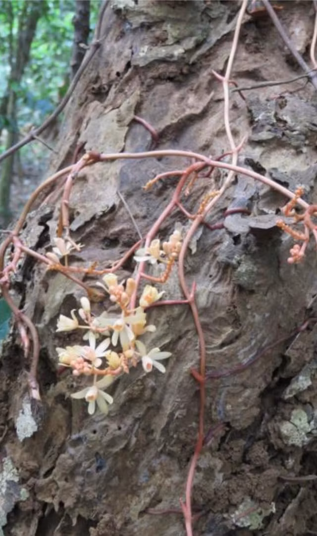 Phat hien loai lan khong la cuc hiem noi bat-Hinh-3