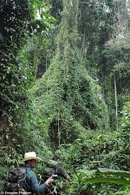 Thực hư vụ tìm ra thành phố của Thần Khỉ đầy ắp vàng - Hình 6 Thuc hu vu tim ra thanh pho cua Than Khi day ap vang-Hinh-6