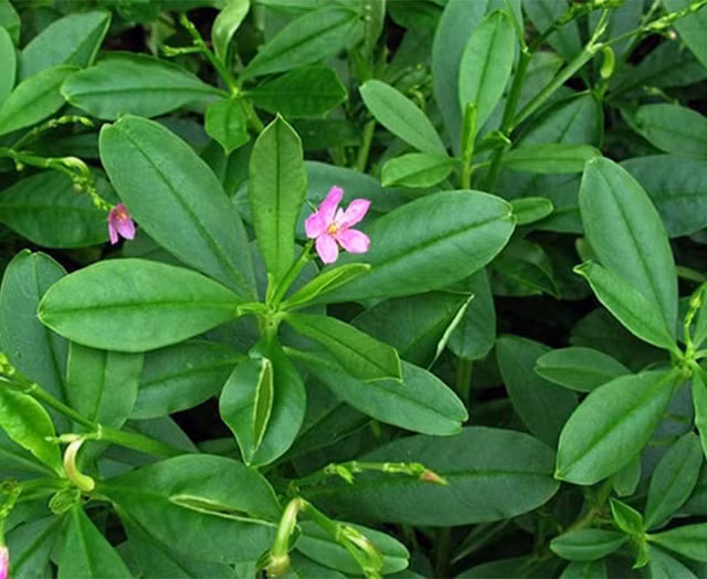 Sam dat moc day duong lai cuc bo khi huyet-Hinh-2