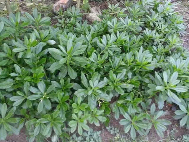 Sam dat moc day duong lai cuc bo khi huyet-Hinh-5