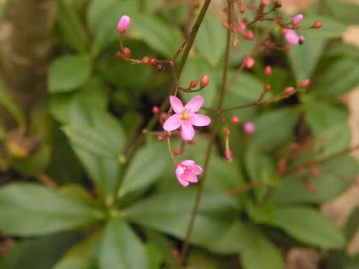 Sam dat moc day duong lai cuc bo khi huyet-Hinh-4