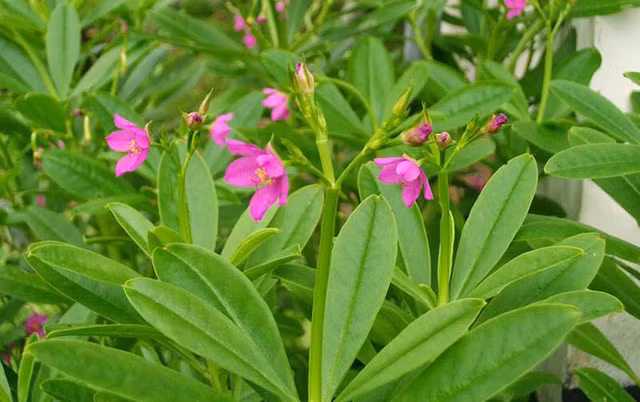 Sam dat moc day duong lai cuc bo khi huyet