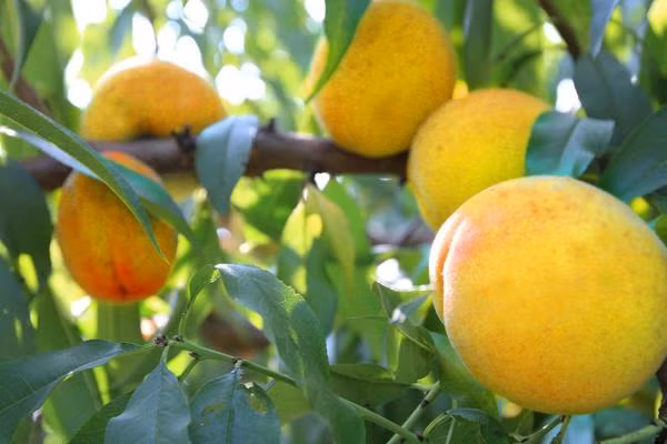 An 5 loai cu qua nay thuong xuyen de phong benh ung thu