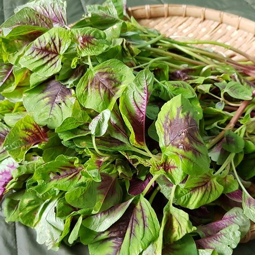 3 loại rau giúp bổ máu, tăng cường sinh lực - Hình 2 3 loai rau giup bo mau, tang cuong sinh luc-Hinh-2