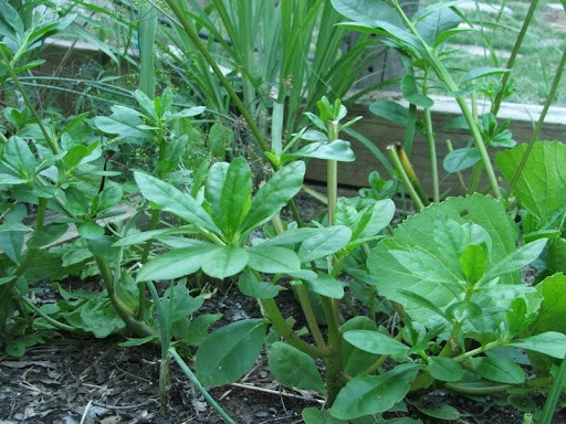 3 loại rau giúp bổ máu, tăng cường sinh lực - Hình 8 3 loai rau giup bo mau, tang cuong sinh luc-Hinh-8