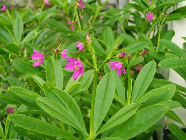 3 loại rau giúp bổ máu, tăng cường sinh lực - Hình 10 3 loai rau giup bo mau, tang cuong sinh luc-Hinh-10