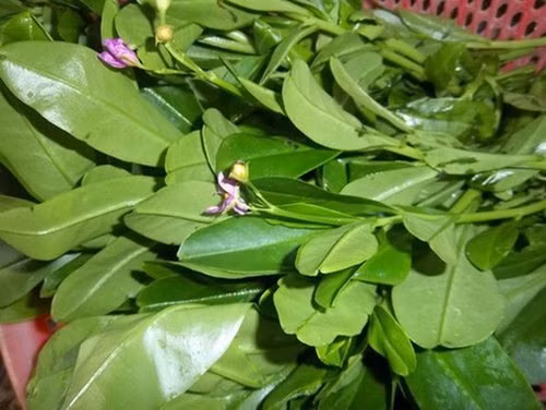 3 loại rau giúp bổ máu, tăng cường sinh lực - Hình 9 3 loai rau giup bo mau, tang cuong sinh luc-Hinh-9