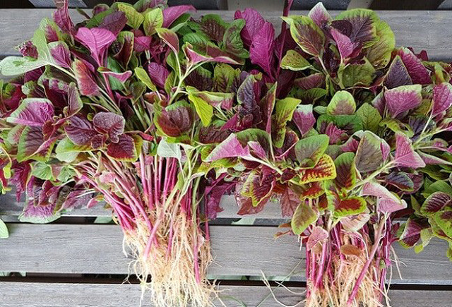 3 loại rau giúp bổ máu, tăng cường sinh lực - Hình 4 3 loai rau giup bo mau, tang cuong sinh luc-Hinh-4