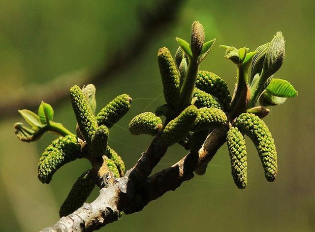 Vì sao hoa óc chó được coi là bảo bối, ngăn ngừa ung thư? - Hình 3 Vi sao hoa oc cho duoc coi la bao boi, ngan ngua ung thu?-Hinh-3