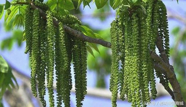 Vì sao hoa óc chó được coi là bảo bối, ngăn ngừa ung thư? - Hình 4 Vi sao hoa oc cho duoc coi la bao boi, ngan ngua ung thu?-Hinh-4