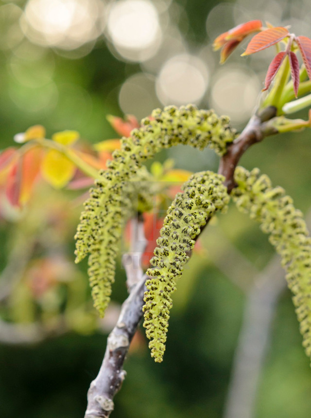 Vì sao hoa óc chó được coi là bảo bối, ngăn ngừa ung thư? - Hình 10 Vi sao hoa oc cho duoc coi la bao boi, ngan ngua ung thu?-Hinh-10